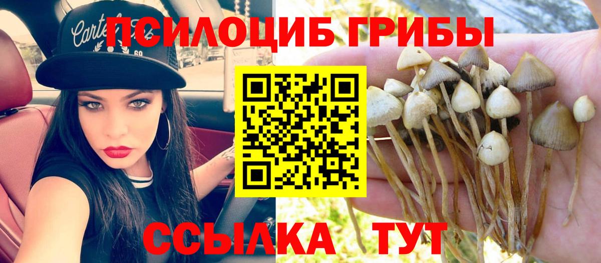 Гусев  Псилоцибиновые грибы Psilocybe  Вход с VPN 